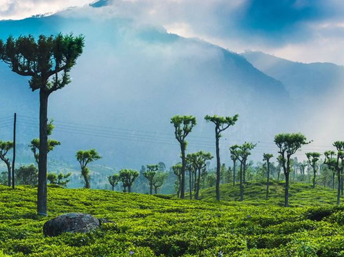 Sinharaja UNESCO Rainforest tea plantation